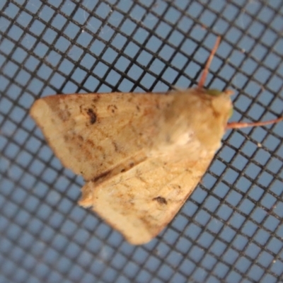Unidentified Noctuoid moth (except Arctiinae) at Moruya, NSW - 12 Dec 2022 by LisaH