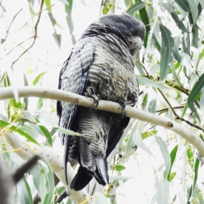 Callocephalon fimbriatum (Gang-gang Cockatoo) at Gigerline Nature Reserve - 14 Dec 2022 by JohnBundock