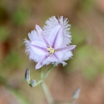 Thysanotus juncifolius (Branching Fringe Lily) at Moruya, NSW - 13 Dec 2022 by LisaH