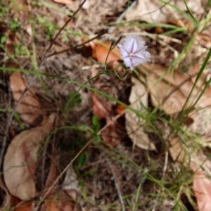 Thysanotus juncifolius at Moruya, NSW - 13 Dec 2022