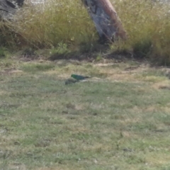 Psephotus haematonotus (Red-rumped Parrot) at Russell, ACT - 14 Dec 2022 by WCK