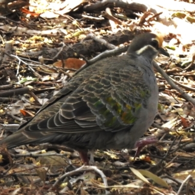 Phaps chalcoptera (Common Bronzewing) at Acton, ACT - 12 Dec 2022 by JohnBundock