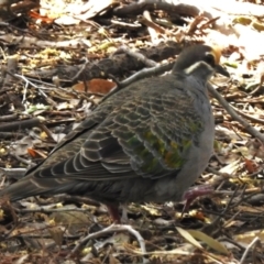 Phaps chalcoptera (Common Bronzewing) at Acton, ACT - 12 Dec 2022 by JohnBundock