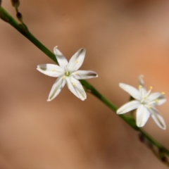 Caesia parviflora var. parviflora at Moruya, NSW - suppressed