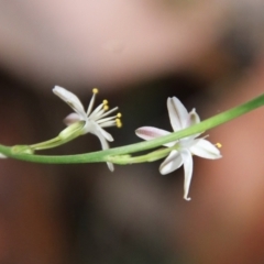 Caesia parviflora var. parviflora at Moruya, NSW - suppressed