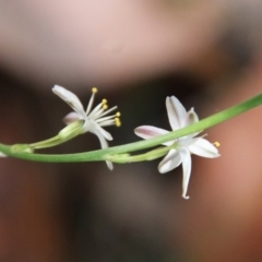 Caesia parviflora var. parviflora at suppressed - 13 Dec 2022
