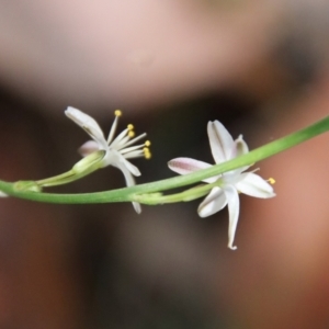 Caesia parviflora var. parviflora at suppressed - 13 Dec 2022