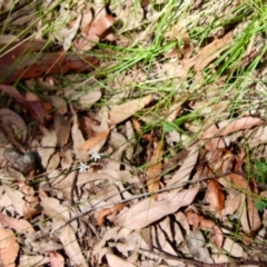 Caesia parviflora var. parviflora at Moruya, NSW - suppressed