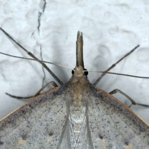 Epidesmia hypenaria at Ainslie, ACT - 3 Dec 2022