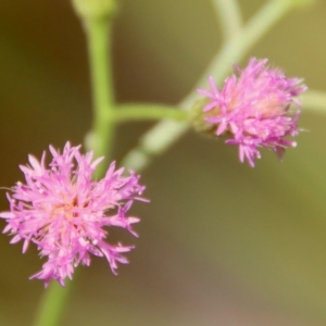 Cyanthillium cinereum at Moruya, NSW - suppressed