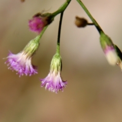 Cyanthillium cinereum at Moruya, NSW - suppressed