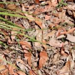 Cyanthillium cinereum at Moruya, NSW - suppressed