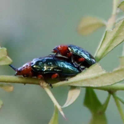 Lamprolina impressicollis (Pittosporum leaf beetle) at Moruya, NSW - 13 Dec 2022 by LisaH
