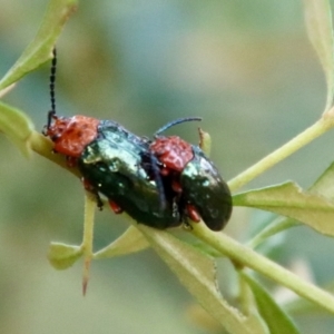 Lamprolina impressicollis at Moruya, NSW - suppressed