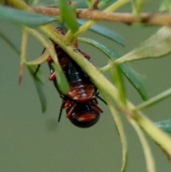 Lamprolina impressicollis at Moruya, NSW - suppressed