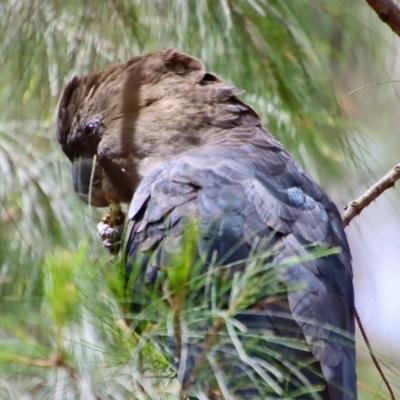 Calyptorhynchus lathami (Glossy Black-Cockatoo) at Moruya, NSW - 13 Dec 2022 by LisaH
