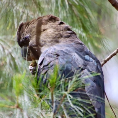 Calyptorhynchus lathami lathami (Glossy Black-Cockatoo) at Moruya, NSW - 14 Dec 2022 by LisaH