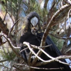 Calyptorhynchus lathami lathami at Moruya, NSW - suppressed