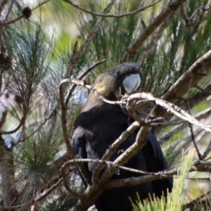 Calyptorhynchus lathami lathami at Moruya, NSW - suppressed