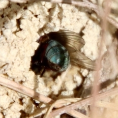 Unidentified Wasp (Hymenoptera, Apocrita) at Moruya, NSW - 14 Dec 2022 by LisaH
