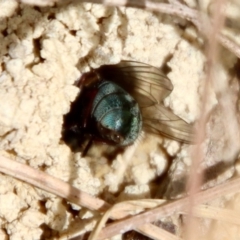 Unverified Wasp (Hymenoptera, Apocrita) by LisaH