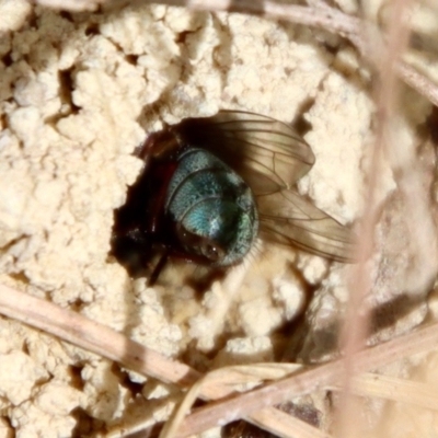 Unidentified Wasp (Hymenoptera, Apocrita) at Moruya, NSW - 14 Dec 2022 by LisaH