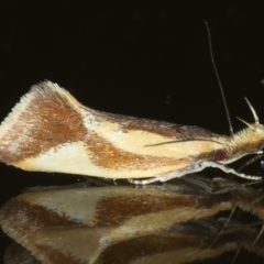 Thema psammoxantha (A concealer moth) at Ainslie, ACT - 11 Dec 2022 by jb2602