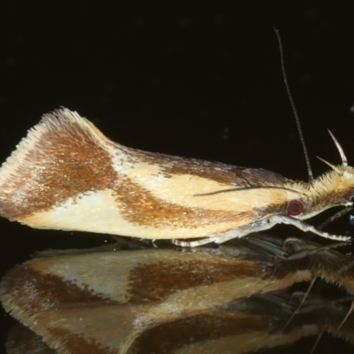 Thema psammoxantha (A concealer moth) at Ainslie, ACT - 11 Dec 2022 by jb2602