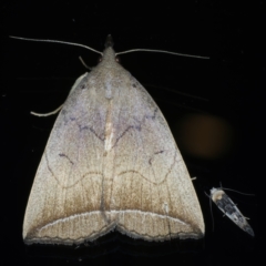 Simplicia armatalis (Crescent Moth) at Ainslie, ACT - 11 Dec 2022 by jb2602