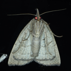 Simplicia armatalis at Ainslie, ACT - 11 Dec 2022