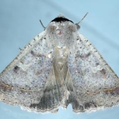 Pantydia sparsa (Noctuid Moth) at Ainslie, ACT - 6 Dec 2022 by jb2602