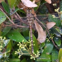 Adversaeschna brevistyla (Blue-spotted Hawker) at Gungahlin, ACT - 13 Dec 2022 by HappyWanderer