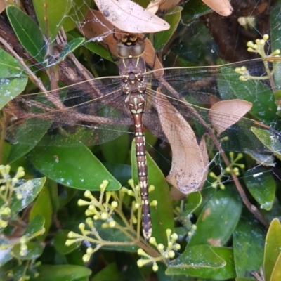 Adversaeschna brevistyla (Blue-spotted Hawker) at Gungahlin, ACT - 13 Dec 2022 by HappyWanderer