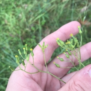 Senecio hispidulus at Broulee, NSW - 28 Nov 2022 09:16 AM