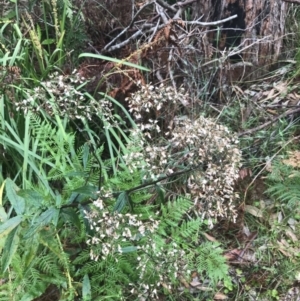 Senecio minimus at Broulee, NSW - 28 Nov 2022