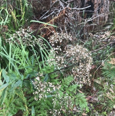 Senecio minimus (Shrubby Fireweed) at Broulee, NSW - 27 Nov 2022 by Tapirlord