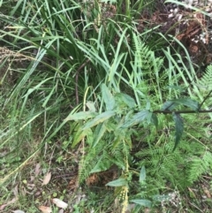 Senecio minimus at Broulee, NSW - 28 Nov 2022 08:27 AM