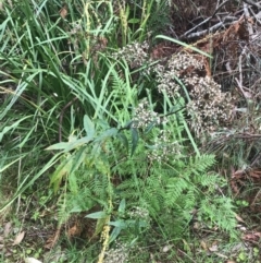 Senecio minimus at Broulee, NSW - 28 Nov 2022 08:27 AM