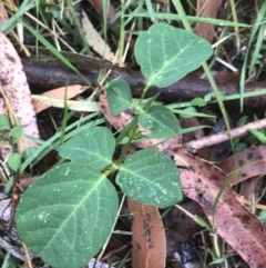 Oxytes brachypoda (Large Tick-trefoil) at Broulee, NSW - 28 Nov 2022 by Tapirlord