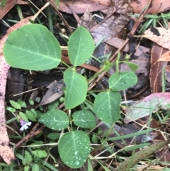 Oxytes brachypoda at Broulee, NSW - 28 Nov 2022 08:24 AM