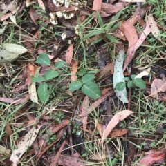 Oxytes brachypoda at Broulee, NSW - 28 Nov 2022 08:24 AM