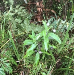 Coronidium elatum subsp. elatum (Tall Everlasting) at Broulee, NSW - 27 Nov 2022 by Tapirlord