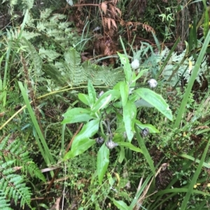 Coronidium elatum subsp. elatum at Broulee, NSW - 28 Nov 2022