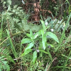 Coronidium elatum subsp. elatum at Broulee, NSW - 28 Nov 2022