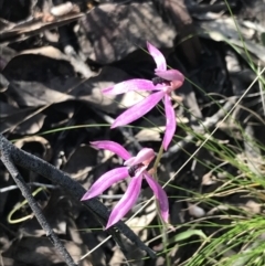 Caladenia congesta (Pink Caps) at Black Mountain - 24 Nov 2022 by Tapirlord