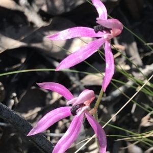 Caladenia congesta at Acton, ACT - suppressed