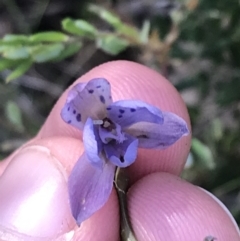 Thelymitra juncifolia (Dotted Sun Orchid) at Point 5812 - 24 Nov 2022 by Tapirlord