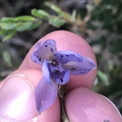 Thelymitra juncifolia (Dotted Sun Orchid) at Point 5812 - 24 Nov 2022 by Tapirlord