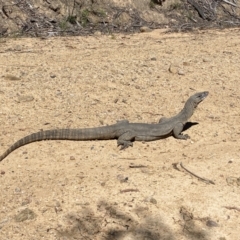 Varanus rosenbergi (Heath or Rosenberg's Monitor) at Lower Cotter Catchment - 30 Dec 2021 by richardferguson2