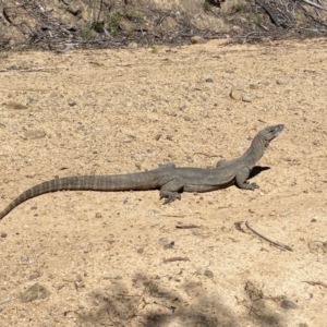 Varanus rosenbergi at Cotter River, ACT - 31 Dec 2021